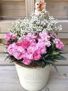 期間限定価格 寄せ植え花 母の日ギフト ダイアンサス アイラブユー 現品限りのサムネイル