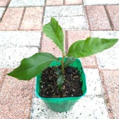びわ苗 1鉢 - メルカリ