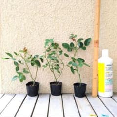 ①品種不明のバラ○バラ苗セット 挿し木苗 メルカリ便 - メルカリ