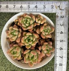 多肉植物。マッコスカット苗のサムネイル