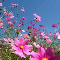 lsa様専用のサムネイル