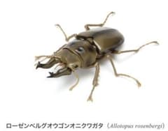 オウゴンオニクワガタ　いきもの大図鑑くわがた03 #2のサムネイル