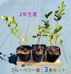ブルーベリー苗　3本セットのサムネイル