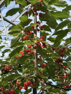 山形県寒河江市産　完熟　高砂　加工用　10kg お買い上げ後に収穫します。 山形県寒河江市産 完熟 高砂 加工用 10kg お買い上げ後に収穫します