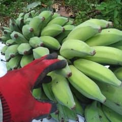 まみっく様専用ハワイのセレブ御用達アップルバナナ２K沖縄産農薬：栽培期間中不使用のサムネイル