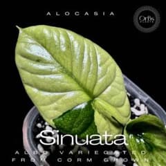 アロカシア シヌアータ アルボ 斑入り 芋から育成 鉢のまま発送 m67008358766_1.jpg?1781857705