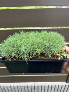 針葉樹　苗木　専用です 盆栽用苗 針葉樹 苗木 5本セット - メルカリ