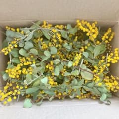 ミモザ パールアカシア ユーカリ ドライフラワー 花材のサムネイル