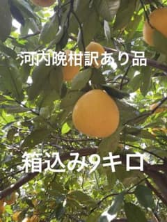 河内晩柑訳あり品！箱込み9キロのサムネイル