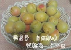 完熟梅 １キロ 無農薬栽培 自然栽培のサムネイル