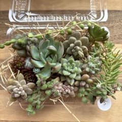 多肉植物 詰め合わせ 多肉植物カット 多肉弁当 5のサムネイル