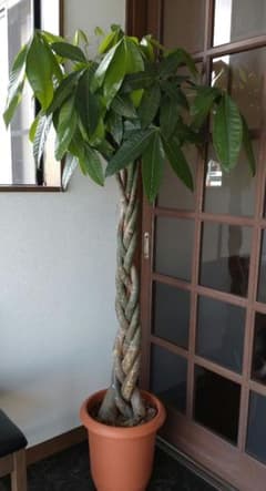 7/30まで パキラ 編み込み 観葉植物 約160センチ 大型 室内 | Mercari