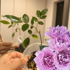 アンティーク紫×色変化あり｜豊花性・初心者OK四季咲き 人気品種バラ苗