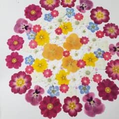 押し花素材⑦のサムネイル