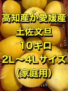 土佐文旦 10キロ 2L〜4Lサイズ - メルカリ