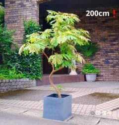 エバーフレッシュ 曲がり 仕立て 特大200cm❗希少 特選優良株 幹太 花