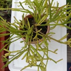リプサリスのサムネイル