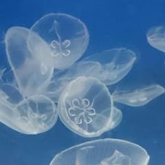 質問・返信用の出品ですのサムネイル