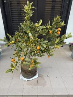 希少金柑ぷちまる 実が沢山付き 特大株 果樹 希少金柑ぷちまる 実が沢山付き 特大株 果樹 凄く甘い - メルカリ