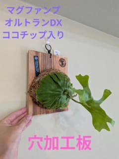 リドレイ ワイルド 板付け｜穴加工・焼印入り｜第4種郵便配送のサムネイル