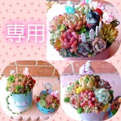 ❤️多肉植物❤️そのまま飾れる寄せ植え❤️2点セット❤️ - メルカリ