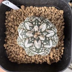 37【Astrophytum】アストロフィツム V兜 スーパー兜 実生株 - メルカリ