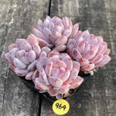 多肉植物  モーサン  抜き苗　良苗　エケベリア エケベリア モーニングデュー（抜き苗） | 多肉植物のネットショップ