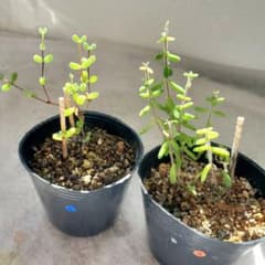 【お得】ドロサンテマム 2種セット ポットごと 多肉植物　　　 43のサムネイル