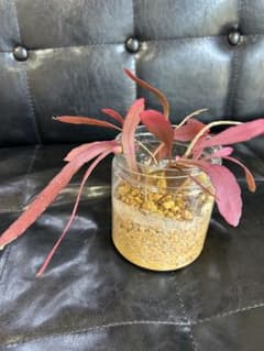 リプサリス、ラムローサの差し枝発根済3本、観葉植物のサムネイル