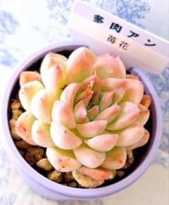 苺花 札付きポットごとメルカリ便 多肉アンさん苗 - メルカリ