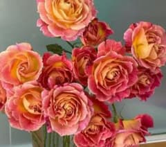 セール！ラスト❣️激レア！超強香超強健！アンテック風のバラ苗　二年生株　切り花品種 薔薇苗 超強健 強香♡ バラ苗 - メルカリ