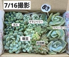 83 多肉植物　多肉弁当　詰め合わせ　寄せ植え　セット　カット苗　韓国苗　つぶのサムネイル