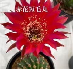 花サボテン 赤花短毛丸カキコ - メルカリ