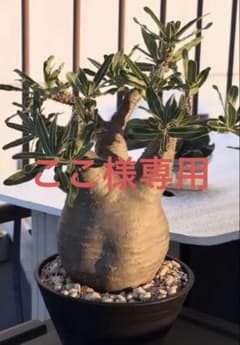 グラキリス　現地球発根済み株 大きめ中株　鉢ごと発送のサムネイル