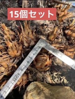 ソテツ15個セット　残り一箱のサムネイル