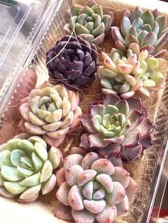 現品発送❣️大苗詰め合わせセット❣️多肉 韓国苗 寄せ植え カット苗