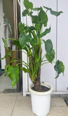 観葉植物　アロカシアハートいも　8寸　高さ105㎝　希少　クワズイモ 観葉植物 アロカシアハートいも 8寸 高さ105㎝ 希少 クワズイモ - メルカリ
