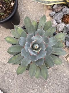 アガベ 観葉植物 鉢植えのサムネイル