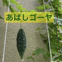 【固定種】あばしゴーヤの種 10粒（家庭菜園・グリーンカーテン） 無農薬のサムネイル