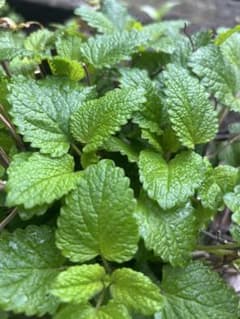 無農薬レモンバーム(メリッサ)の茎葉　たくさんまとめ約40個のサムネイル