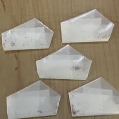 エケベリア種子　お任せセット　20粒から30粒程のサムネイル