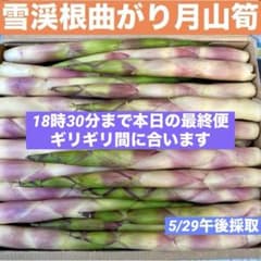 ❤️毎年大人気❣️ 天然 月山筍 箱込み約1キロ 細め 根曲がり竹 姫竹