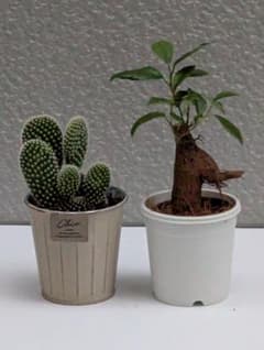 ミニ観葉植物2点セット サボテン ガジュマルのサムネイル