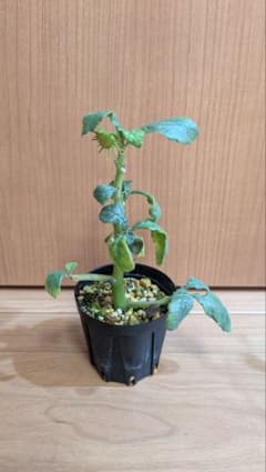 ドルステニア ヒルデブランドティー 挿し木のサムネイル