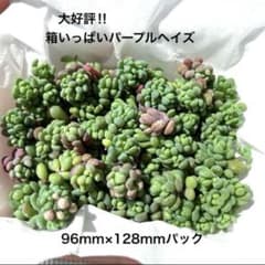 多肉植物　大人気品種　パープルヘイズ　大好評　箱いっぱい　セダムのサムネイル