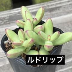 多肉植物 抜き苗 クラッスラ ルドリップ - メルカリ
