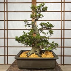 珍山　皐月盆栽 皐月(さつき)】 
