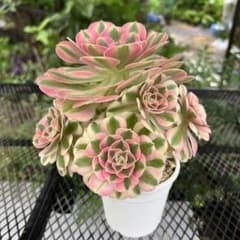 多肉植物 アエオニウム ピンクウィッチ 抜き苗 ◎メルカリ便◎ - メルカリ