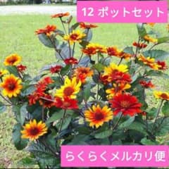 宿根　ヒメヒマワリ　ブリーディングハーツ　らくらくメルカリ便 宿根ヒメヒマワリ ブリーディングハーツ 12ポットセット らくらく