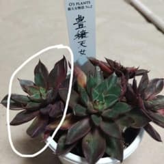 Os PLANTS さん 豊穣天女 抜き苗 - メルカリ